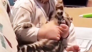 #fannyvideo #cats #fannycat #смешноевидео #юмор