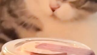 #fannyvideo #cats #fannycat #смешноевидео #юмор #відеозкотами #котики