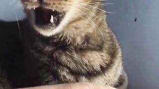 #cat #fannyvideo #fannycat #fannycatsvideo #catsvideo #cats