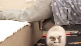 cats can imitate huamans #petsoftiktok #catsoftiktok #interesting #cure #funny #cutemoment #petlover #love #cute #cat