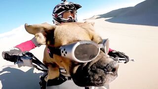 GoPro: Top 10 Dog Moments