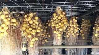 A farm that produces potatoes without soil will surprise you