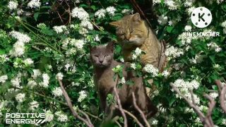Two beautiful cats in a fantastic landscape.