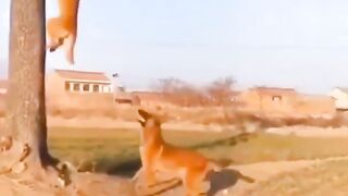 Cute and funny animal