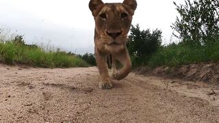 GoPro Awards: Lion Steals Camera
