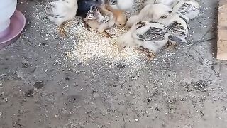 (CHICKEN ADOPT A DUCKLING? IS THIS TRUE?) GALINHA ADOTA UM PATINHO? SERÁ VERDADE ISSO?