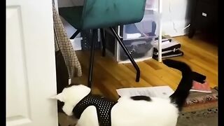 Funny animal