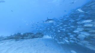 GoPro: Nose to Nose with Sharks | Shark Week 2022