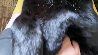 Gatinho lindo