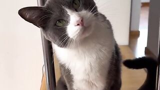 (THE CAT THAT SPEAKS IN ENGLISH) O GATO QUE FALA EM INGLÊS