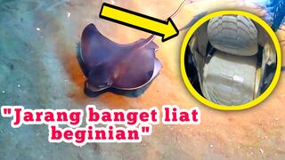 Keindahan di dalam laut
