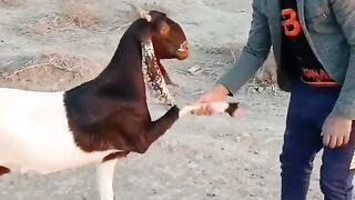 The funnieste animal