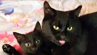 Funny animals - Funny cats _ dogs - Funny animal videos