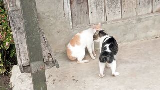 fierce battle !! mortal enemy