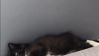 Super funny animal