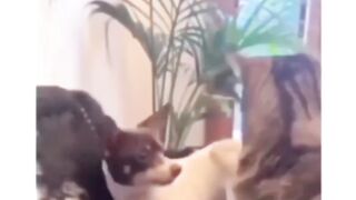O que será que o gato disse?? ????????