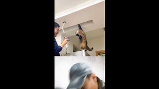 Funny cat - kucing gemes