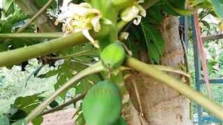 papaya tree grafting tutorial