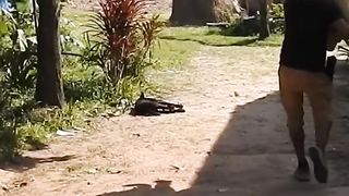 Best Funny Prank Fake Tiger Vs Sleep Dog Try Not Laugh