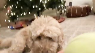 Cute dog 25