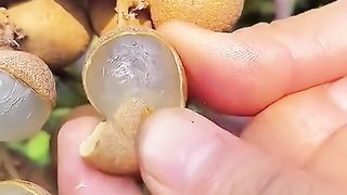 Fruit 5