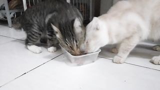 Makan yukk