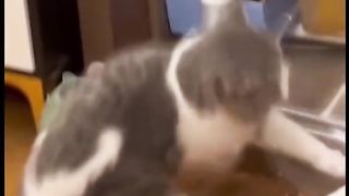 Animal funny laughing lol