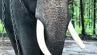 Gajah terbesar didunia