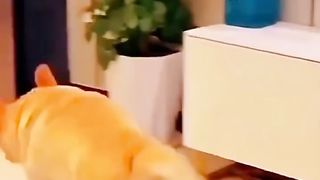 TV AND DOGS