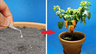 Growing ORANGE BELL PEPPER Time Lapse - 123 Days.