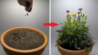 Growing Flowers Time Lapse - 47 Days