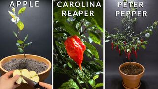 800 days in 8 minutes - GROWING PLANTS TIME-LAPSE COMPILATION