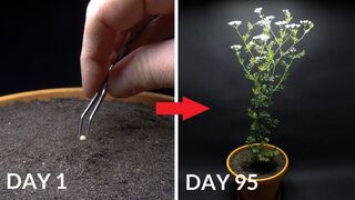 Growing CILANTRO (Coriander) Time Lapse - Seed To Flower