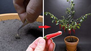 Growing PE S PEPPER Time Lapse - 158 Days