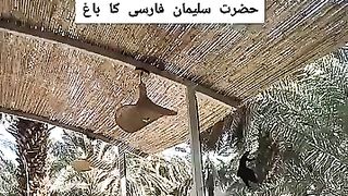 Hazrat Salman Farsi ka garden
