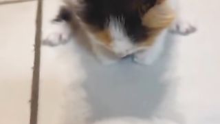 This cat is so furious / agresif  check out why.