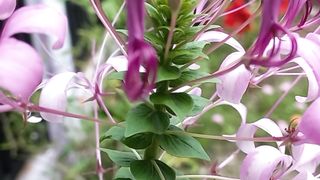 Flower in my garden