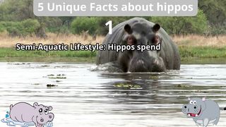 5 Unique Facts about hippo
