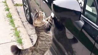 Funny Cat Viral Video 54