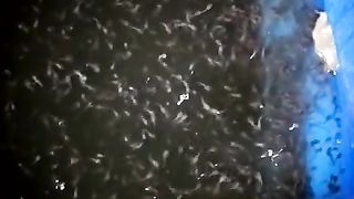 Larva lele lepas casut lagi belajar makan PASTA