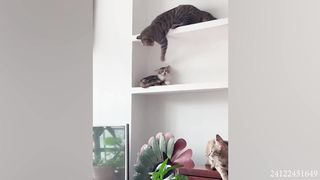 HILARIOUS CAT Makes Jokes! ???? Funniest Cats Video 2023