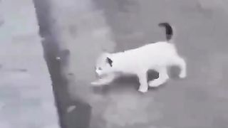 Cat looking away