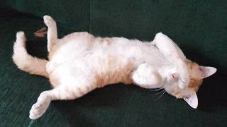 Malu malu kucing