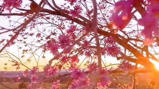 FOOTAGE 33