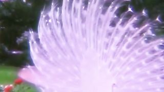FOOTAGE 25