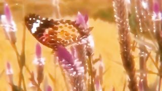 FOOTAGE 49