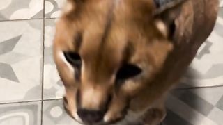 Floppa eating aggressively????