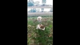 Funny Animal Videos 24