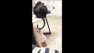 Funny Animal Videos????Craziest Cats And Dogs Moments????