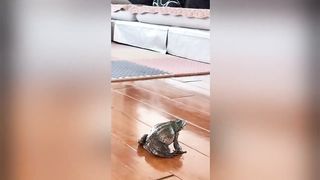 ???? Funny Animal Videos Compilaton Of The 2023 ????